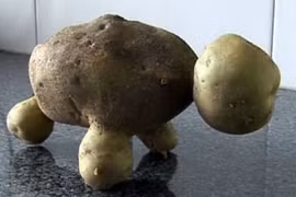 Củ khoai tây hình con rùa