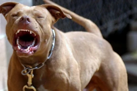 Chó cắn chết người, xử lý thế nào?