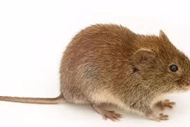 Hủy chuyến bay vì… chuột