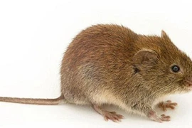 Hủy chuyến bay vì… chuột