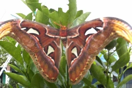 Phát hiện bướm khổng lồ sải cánh gần 50 cm