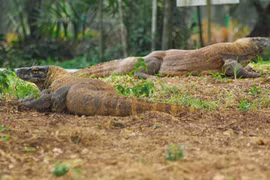 Đến Ragunan - xem linh vật của SEA Games 26