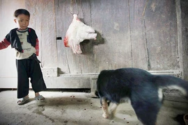 “Thần tài” của người Mông