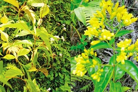 Nỗi ám ảnh "ma ngón"