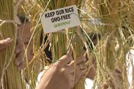 Cây trồng biến đổi gene: Tranh cãi lợi hay hại