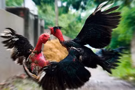 Số phận giống gà quý hiếm