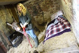 Trải nghiệm Giáng sinh