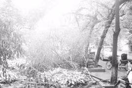 Vườn… rác trong khu đô thị