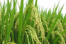Nhất nhì và ba