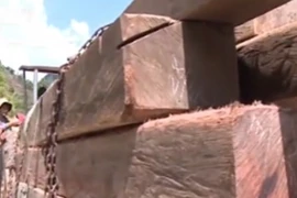 Phát hiện vụ phá rừng lớn, gây chấn động tại Quảng Nam