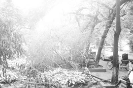 Vườn… rác trong khu đô thị