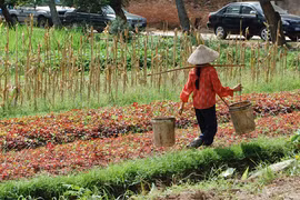 Thu hồi đất, dân sống bấp bênh