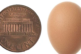 Trứng gà nhỏ như đồng xu