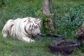 Cứu lấy động vật hoang dã, quý hiếm