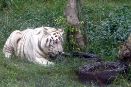 Cứu lấy động vật hoang dã, quý hiếm