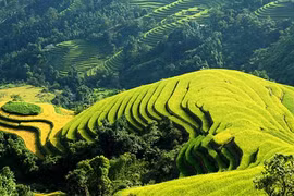 Giải pháp phải kèm theo chế tài 