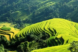 Giải pháp phải kèm theo chế tài 