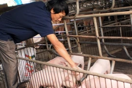 Tư thương lũng đoạn giá thịt lợn 