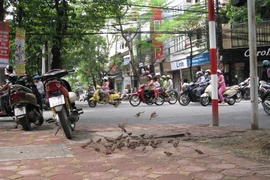 Khúc hát chim trời