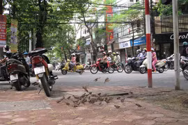 Khúc hát chim trời