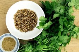 Tinh dầu từ rau mùi chống lại rất nhiều vi khuẩn 