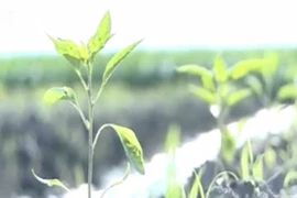 Ăn chặn tiền giống cây trồng của nông dân