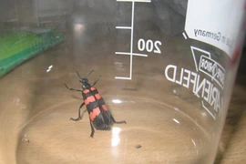 Bọ xít có thể gây chết người