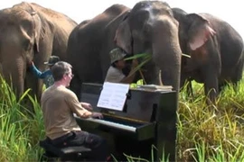 Chơi nhạc cho voi nghe