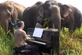 Chơi nhạc cho voi nghe