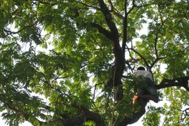 Ai quản lý hoa trái phố phường?