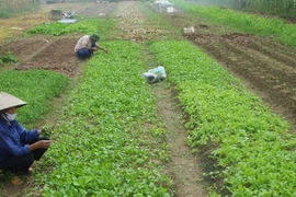 Rau xanh tạm thời tăng giá