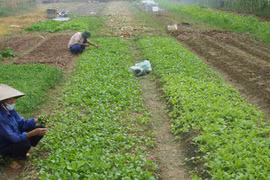 Rau xanh tạm thời tăng giá
