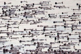 1.000 người khỏa thân ở Biển Chết