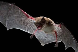 Thuốc chữa đột quỵ từ nước bọt loài dơi
