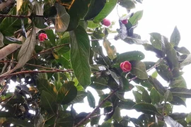 "Mục sở thị" rừng hoa Hải Đường tuyệt đẹp phục vụ người dân Hà Nội