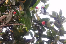 "Mục sở thị" rừng hoa Hải Đường tuyệt đẹp phục vụ người dân Hà Nội