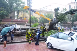 Bão số 3 tràn vào Hà Nội: Hai người bị thương do cây đổ vào người