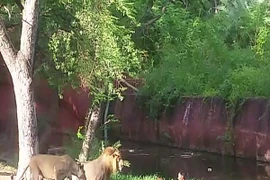 Say rượu, nhảy vào chuồng đòi... bắt tay sư tử