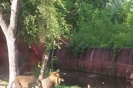 Say rượu, nhảy vào chuồng đòi... bắt tay sư tử