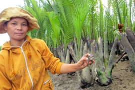 Bắt cua nha ở rừng dừa Bảy Mẫu