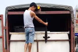 Thu giữ 1,5 tấn cá tầm Trung Quốc “ngất” trên đường về Hà Nội