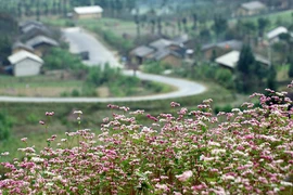 Sủng Là, một sớm tinh khôi