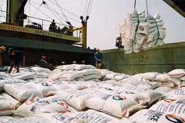 Xuất khẩu gạo tăng nhưng nông dân lỗ nặng