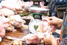 Giá gà tăng mạnh chưa từng thấy 