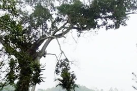 Số phận cay đắng của cây cổ thụ nghìn năm