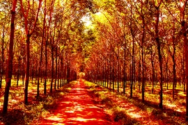 Tây Nguyên mùa cao su thay lá