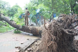 Hà Nội: Đổ cây lớn 