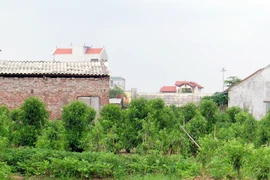 Nhiều nhà siêu mỏng, siêu méo vẫn còn nguyên như... thách thức