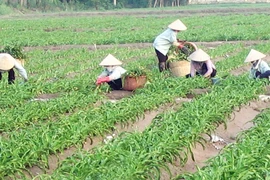 Sử dụng các sản phẩm từ Trinh nữ hoàng cung: Cẩn trọng không thừa!