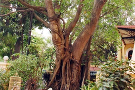 Cây cổ thụ của Hà Nội ngày càng vắng bóng